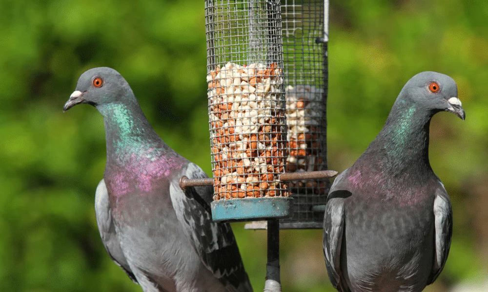 Haustier Discounter -Haustier Discounter 1